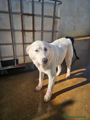 Consuelo: dolce, equilibrata, socievole Foto 5